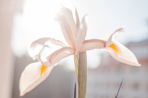 Photo lotus chandelier
