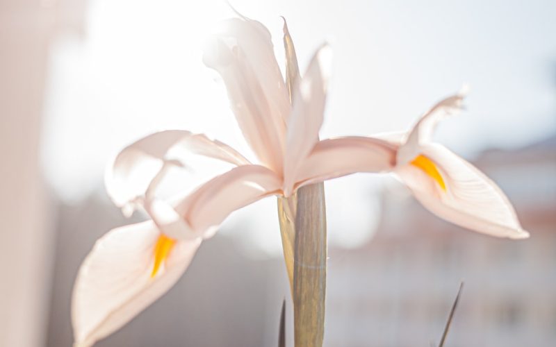 Photo lotus chandelier