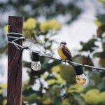 Iluminación de aves coloridas y eclécticas para maximalistas
