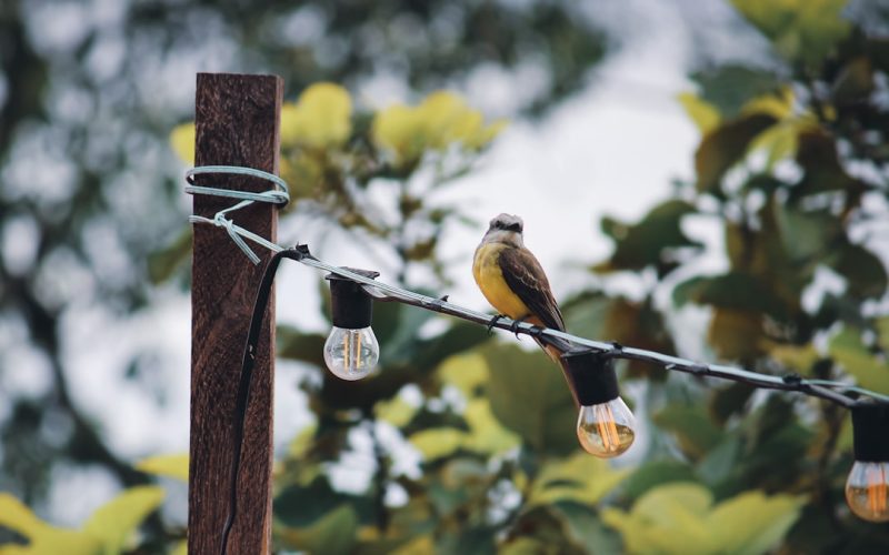 Photo bird lighting